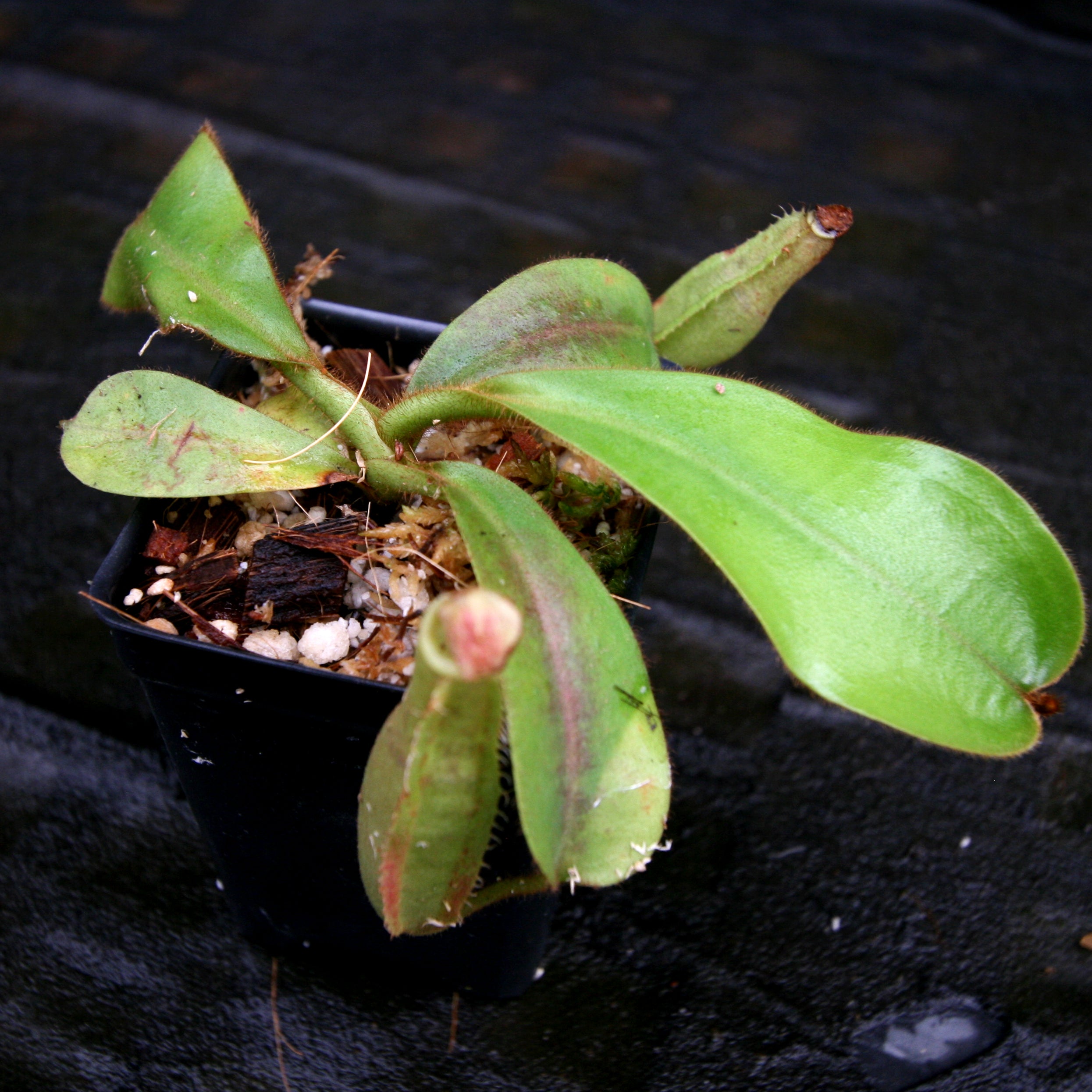 Nepenthes veitchii (Murud x Candy) – Carnivero