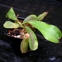 Nepenthes veitchii (Murud x Candy)