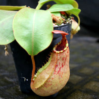 Nepenthes 'Red Dragon' x veitchii (Murud x Candy) -Striped, CAR-0269