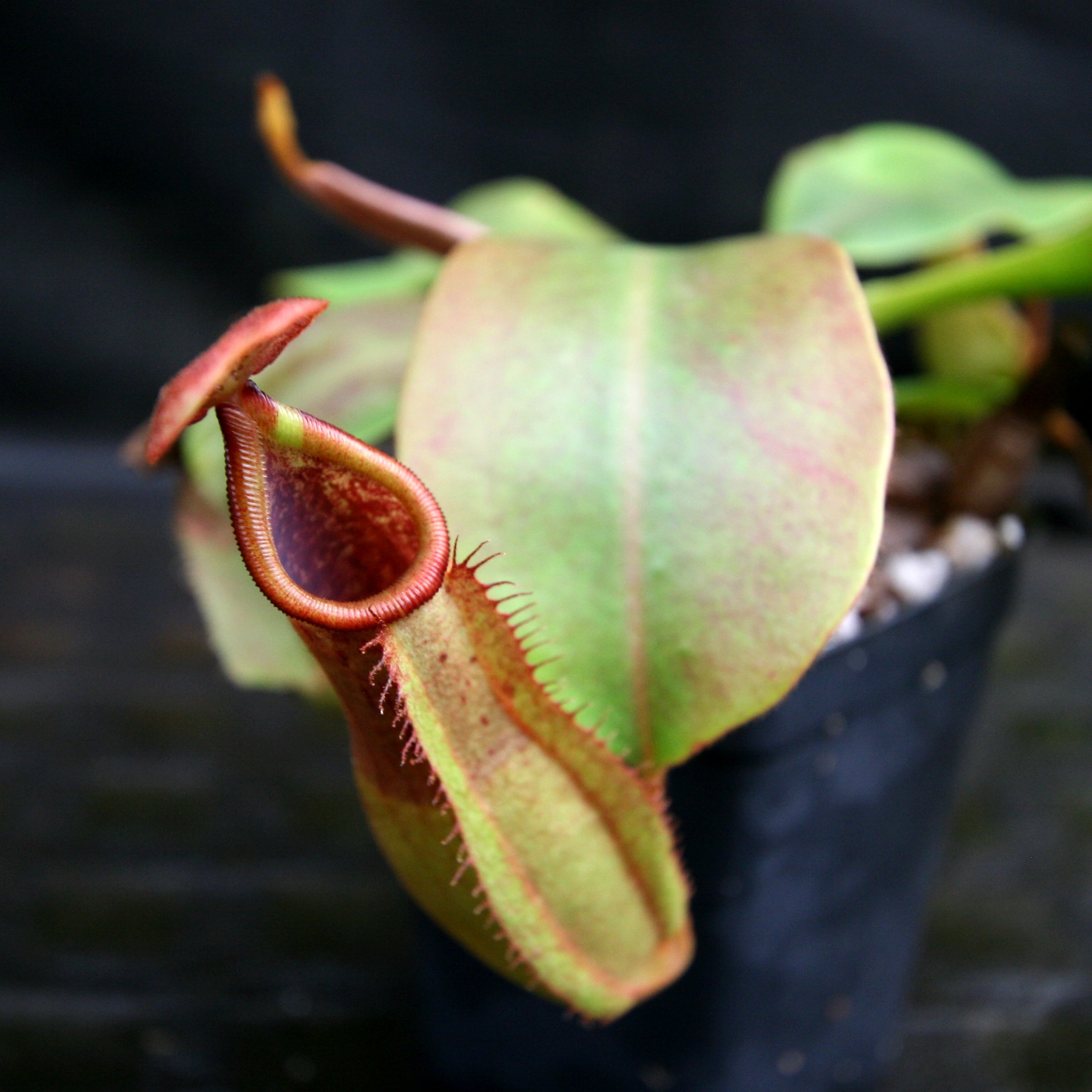 Nepenthes 'Red Dragon' x veitchii (Murud x Candy) -Striped, CAR