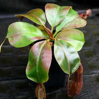Nepenthes 'Red Dragon' x veitchii (Murud x Candy) -Striped, CAR-0269