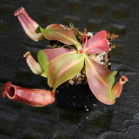 Nepenthes 'Red Dragon' x veitchii (Murud x Candy) -Striped, CAR-0269