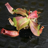 Nepenthes 'Red Dragon' x veitchii (Murud x Candy) -Striped, CAR-0269