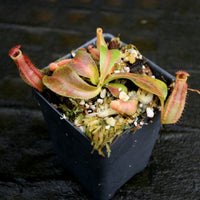 Nepenthes 'Red Dragon' x veitchii (Murud x Candy) -Striped, CAR-0269