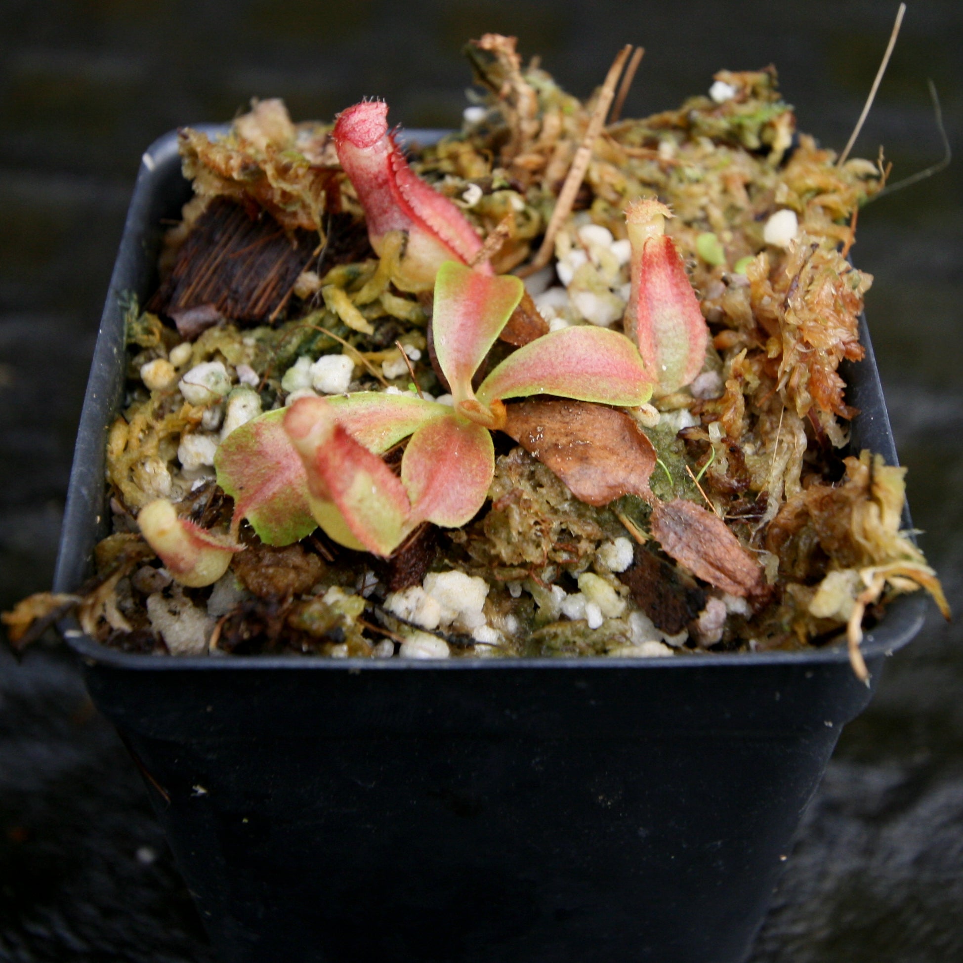 Nepenthes 'Red Dragon' x veitchii (Murud x Candy) -Striped, CAR