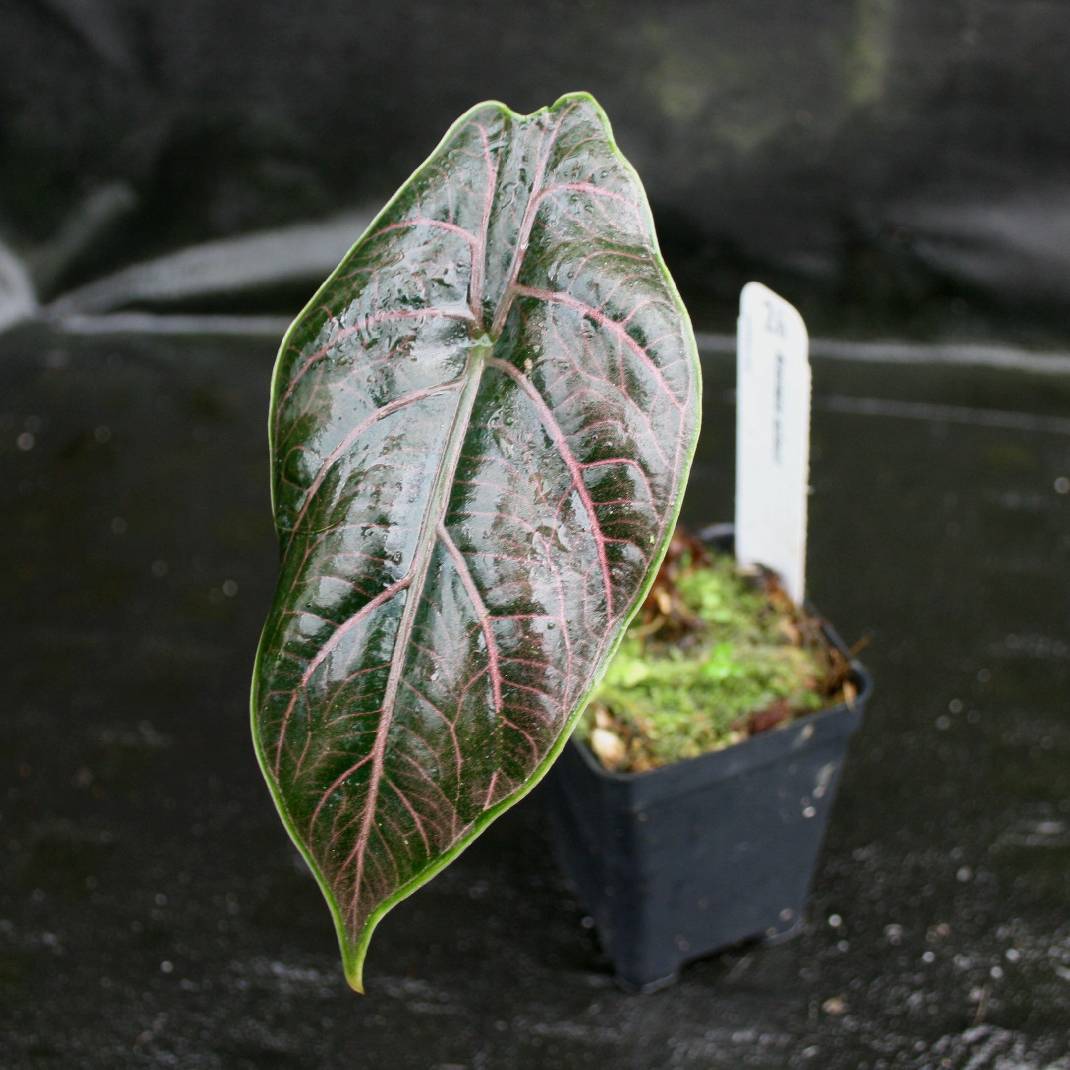 Alocasia azlanii, Jewel Alocasia – Carnivero