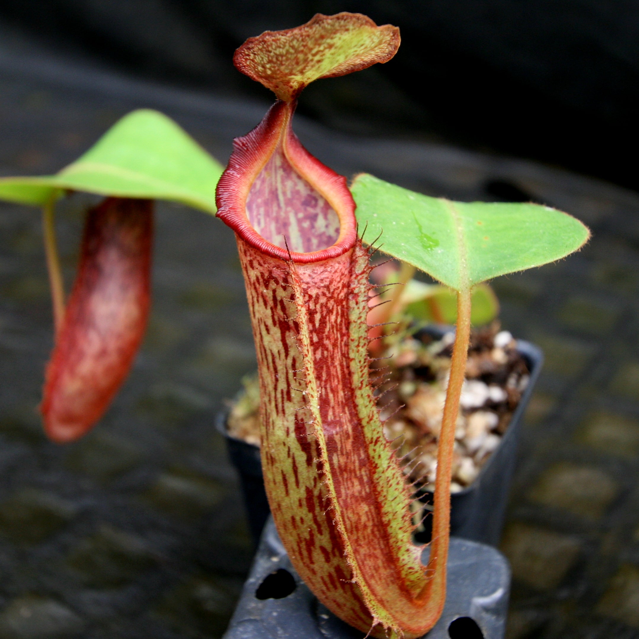 Nepenthes (veitchii x platychila) x [(lowii x veitchii) x
