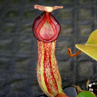 Nepenthes (veitchii x platychila) x [(lowii x veitchii) x boschiana] -Queens Collar, CAR-0155