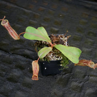 Nepenthes (veitchii x platychila) x [(lowii x veitchii) x boschiana] -Queens Collar, CAR-0155