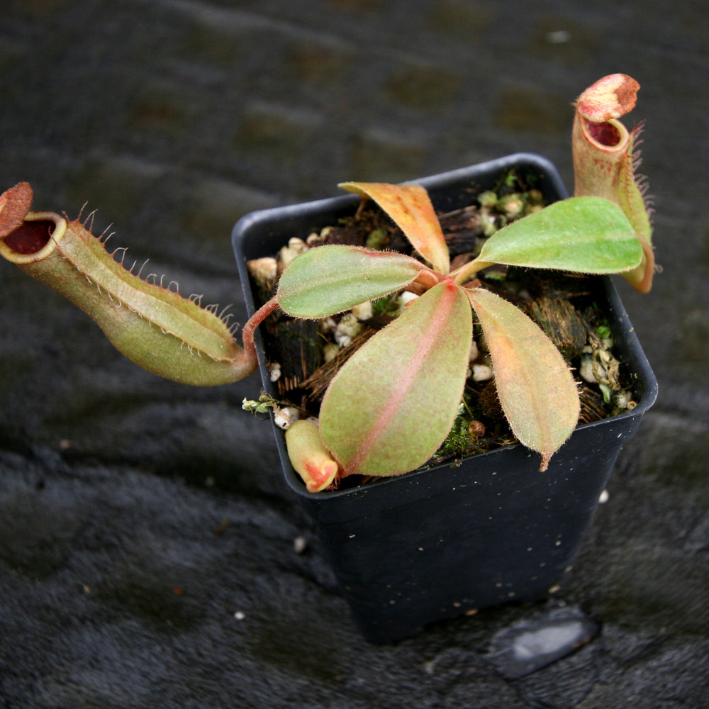 
                      
                        Nepenthes (veitchii x platychila) x [(lowii x veitchii) x boschiana] -Queens Collar, CAR-0155
                      
                    