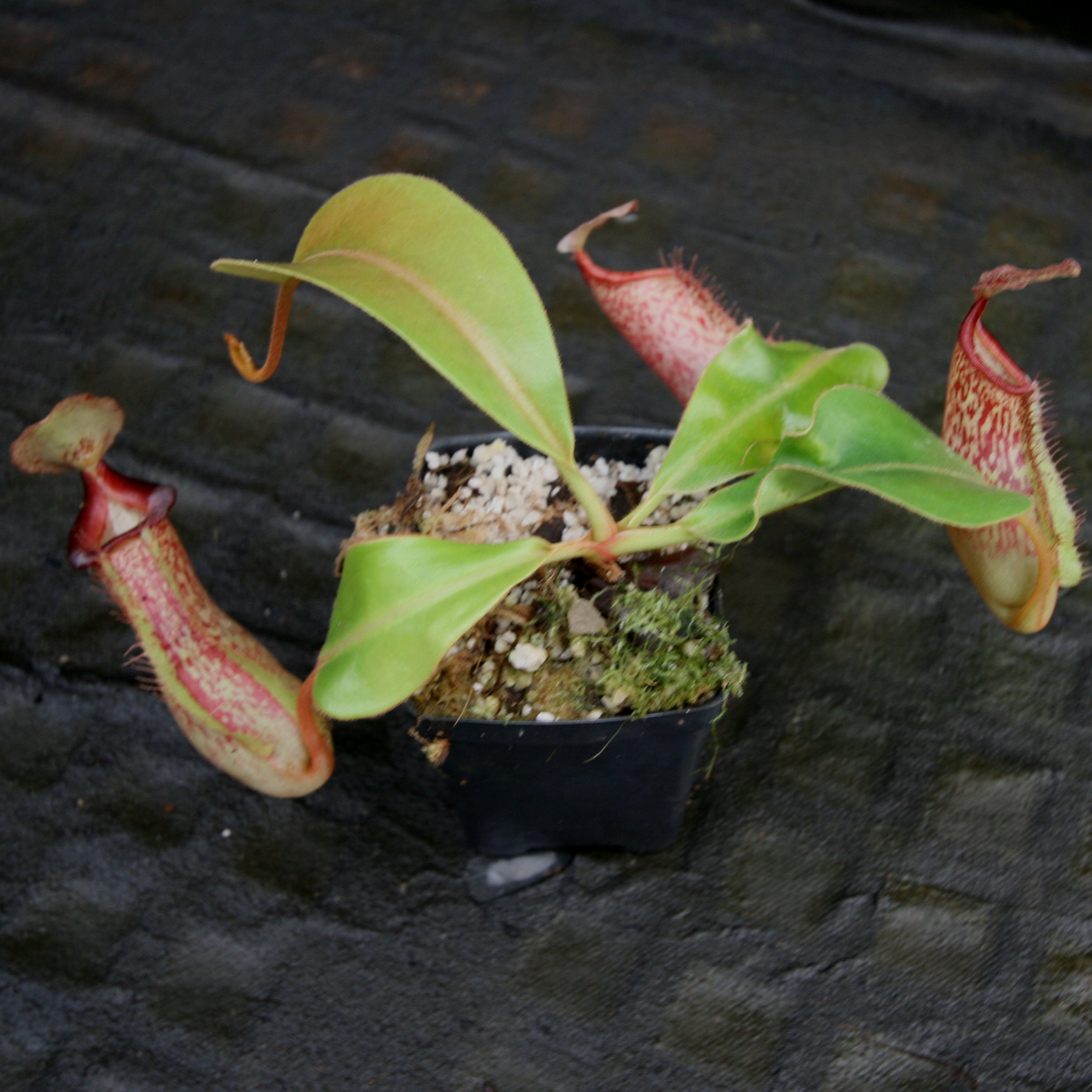 Nepenthes (veitchii x platychila) x [(lowii x veitchii) x