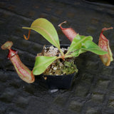 Nepenthes (veitchii x platychila) x [(lowii x veitchii) x boschiana] -Queens Collar, CAR-0155