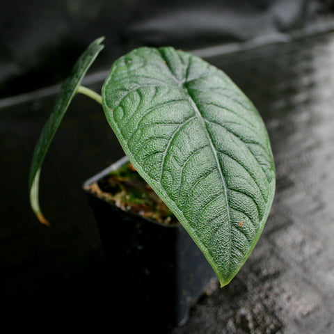 Alocasia Melo leaf close-up with glossy dark green surface and pronounced veins