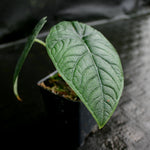 Alocasia Melo