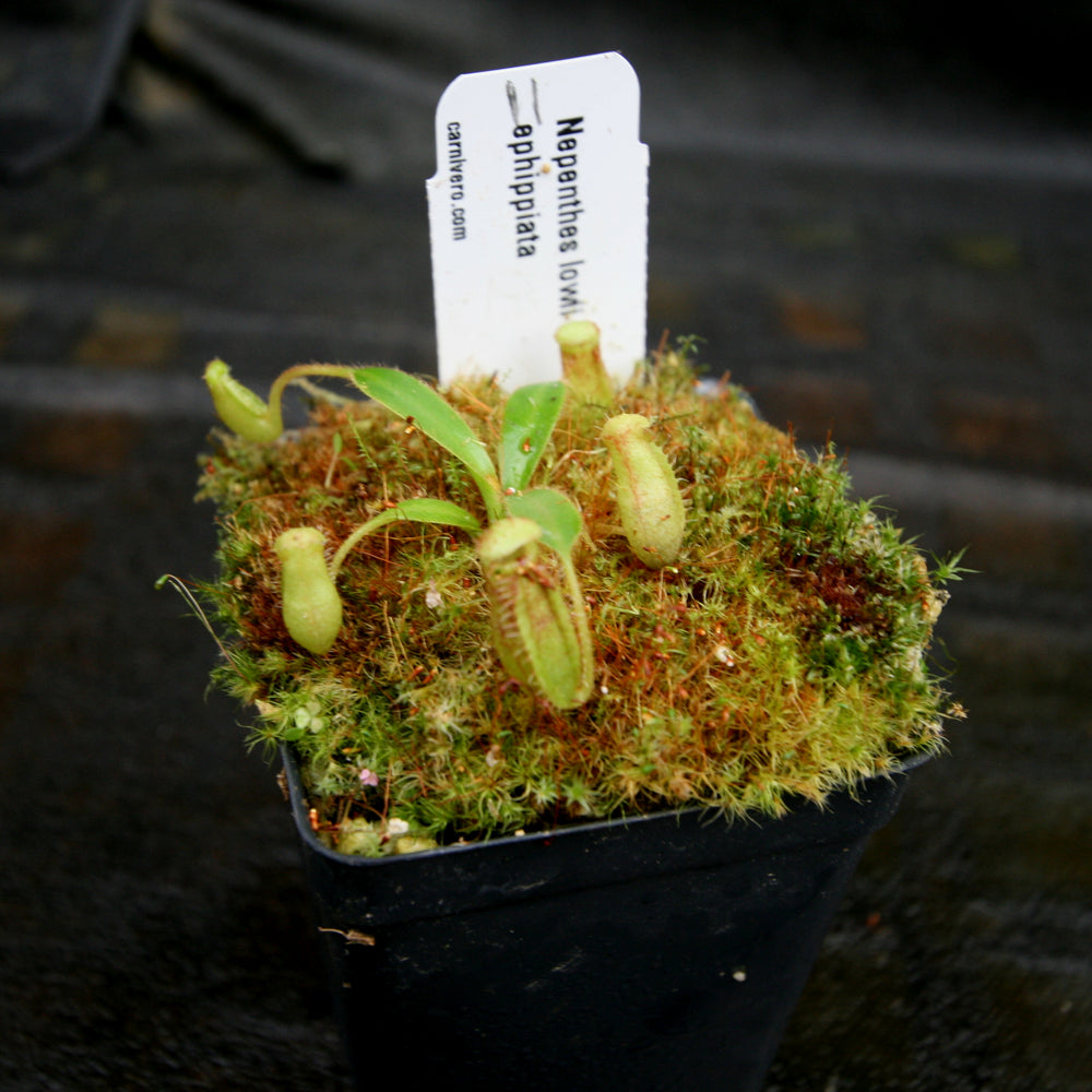 
                      
                        Nepenthes lowii x ephippiata
                      
                    
