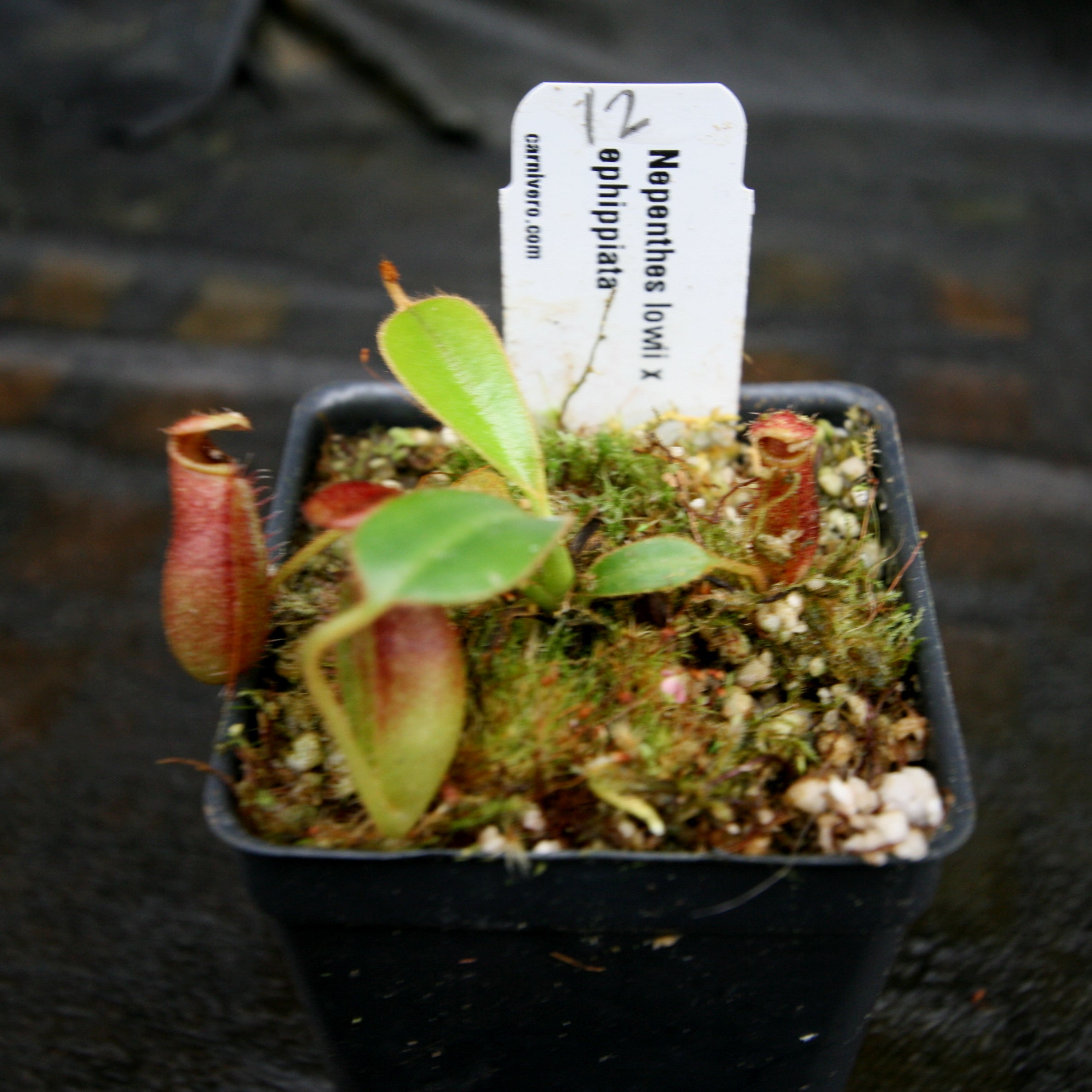 Nepi nepi★ N. glandulifera x ephippiata : BE-4655 - Kenny Coogan