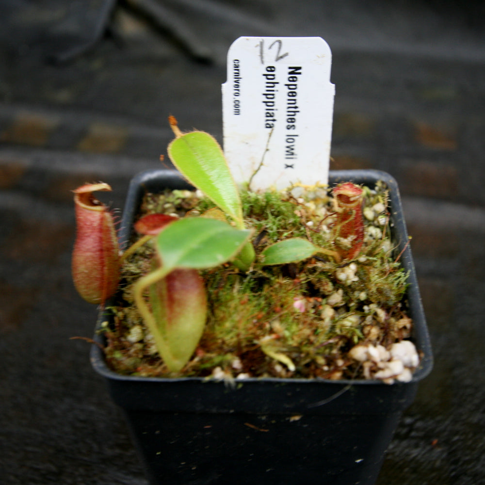 
                      
                        Nepenthes lowii x ephippiata
                      
                    