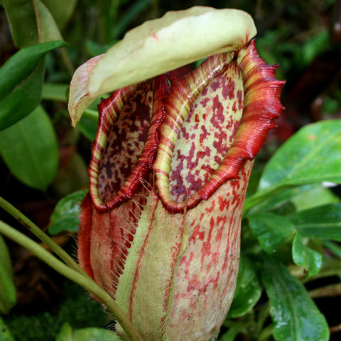 Nepenthes northiana pitcher with creamy outer body red speckles and a bright red rim.