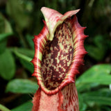 Nepenthes northiana