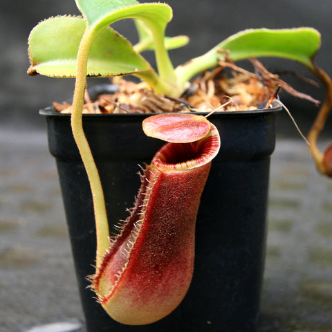 Nepenthes lowii Trusmadi with a large reddish hanging pitcher and pale lid in a black pot.