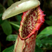 Nepenthes northiana