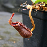 Nepenthes lowii Trusmadi