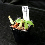 Nepenthes northiana