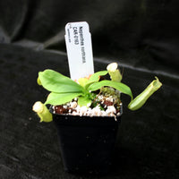 Nepenthes northiana