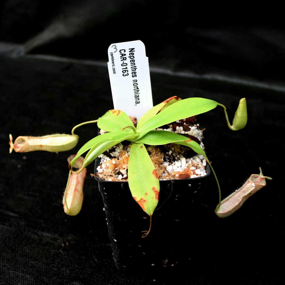 
                      
                        Nepenthes northiana
                      
                    