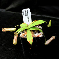 Nepenthes northiana