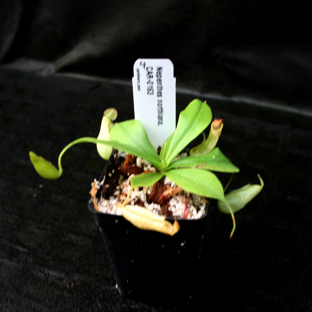 
                      
                        Nepenthes northiana
                      
                    