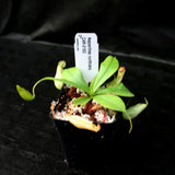 Nepenthes northiana