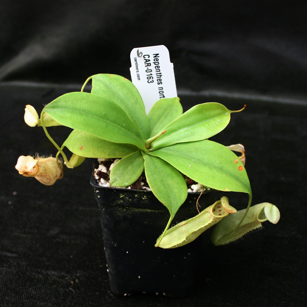 
                      
                        Nepenthes northiana
                      
                    