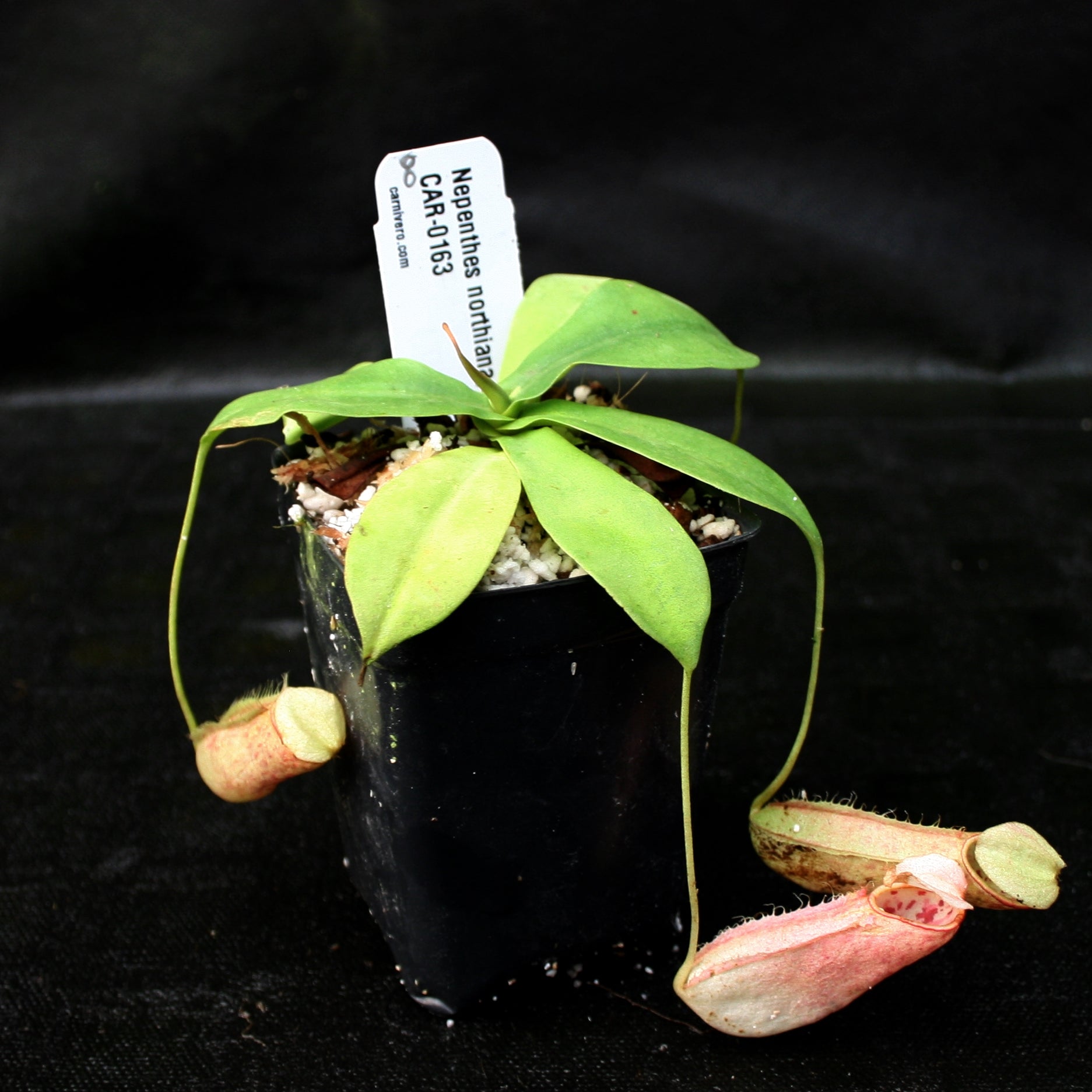 Nepenthes northiana – Carnivero