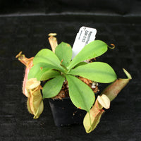 Nepenthes northiana