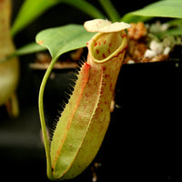 Nepenthes northiana