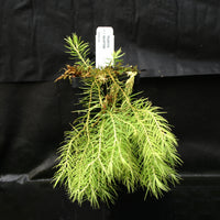 Huperzia linifolia