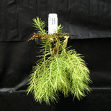Huperzia linifolia