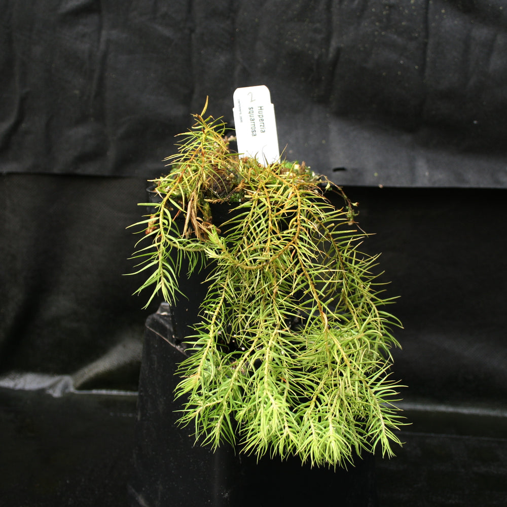 
                      
                        Huperzia linifolia
                      
                    