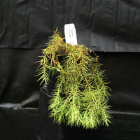 Huperzia linifolia