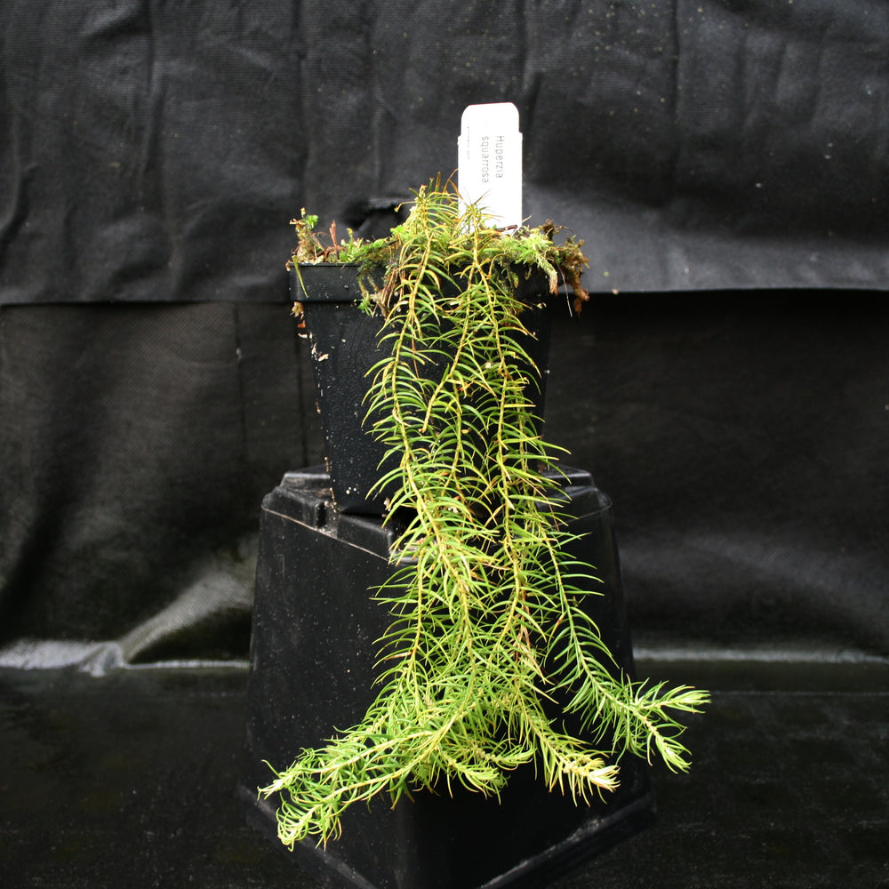 
                      
                        Huperzia linifolia
                      
                    