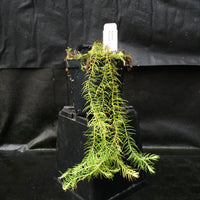 Huperzia linifolia