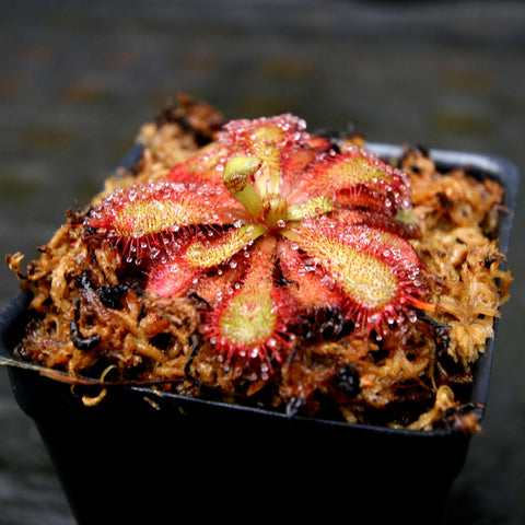 Drosera venusta Elegant Sundew with red edged round leaves and dew on sticky tentacles