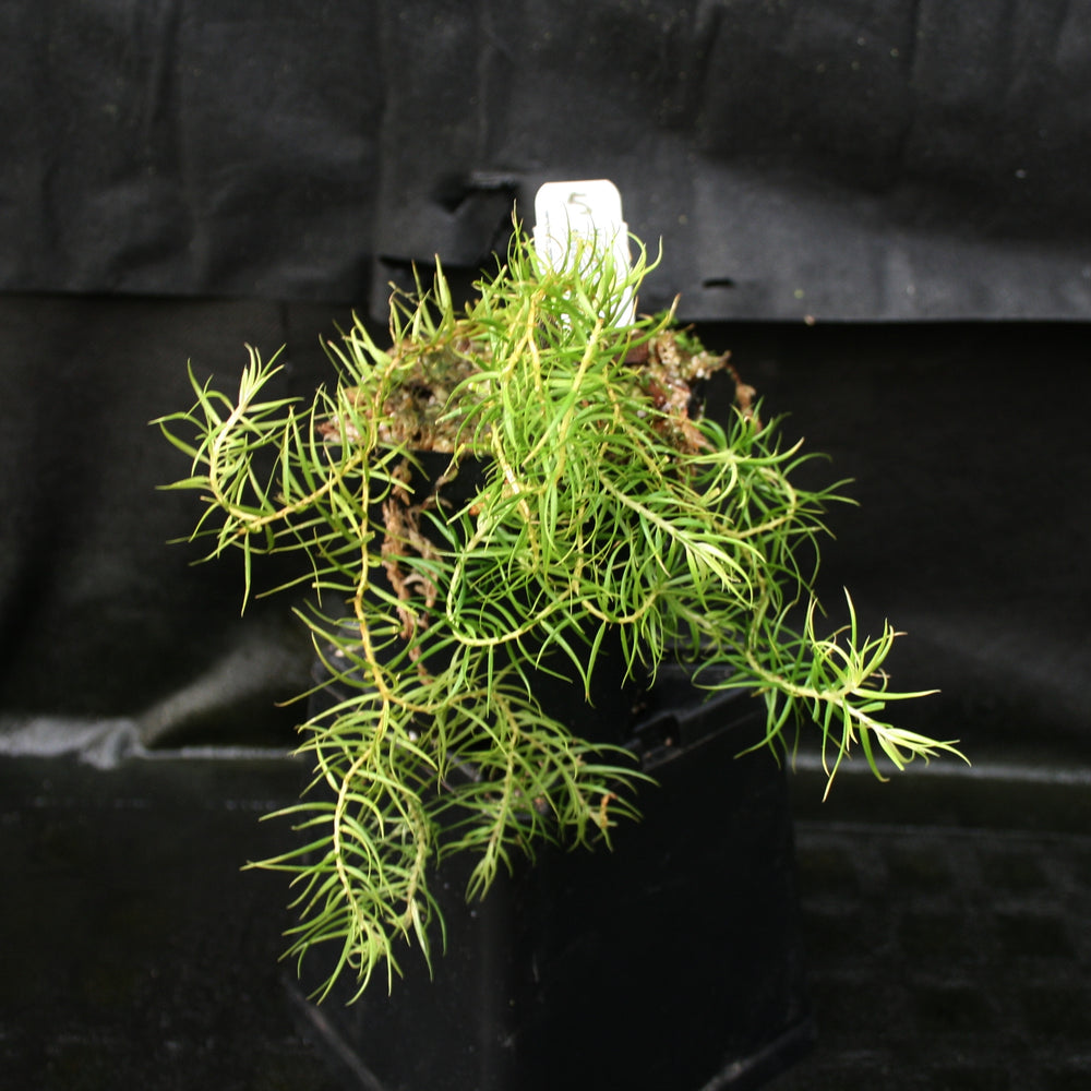 
                      
                        Huperzia linifolia
                      
                    