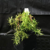 Huperzia linifolia