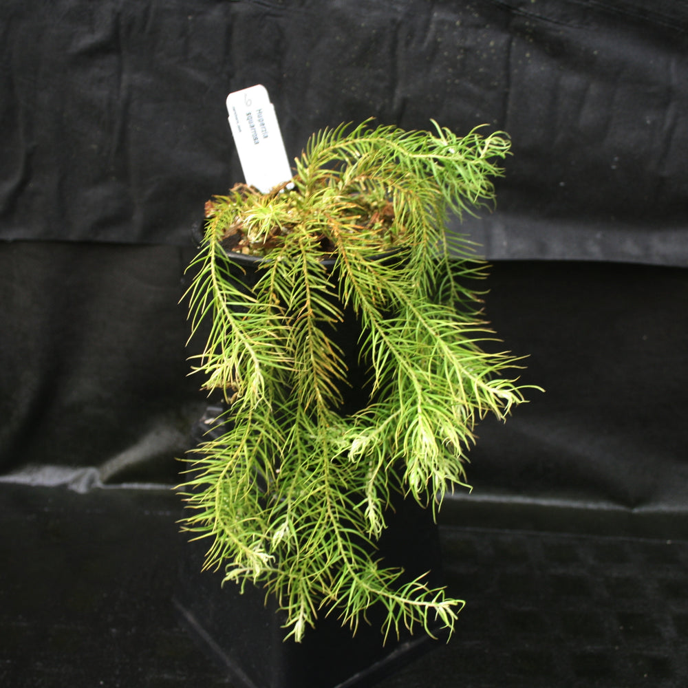 
                      
                        Huperzia linifolia
                      
                    