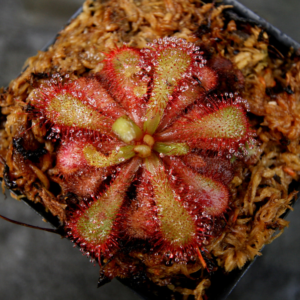 
                      
                        Drosera venusta, Elegant Sundew
                      
                    