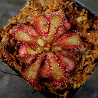 Drosera venusta, Elegant Sundew