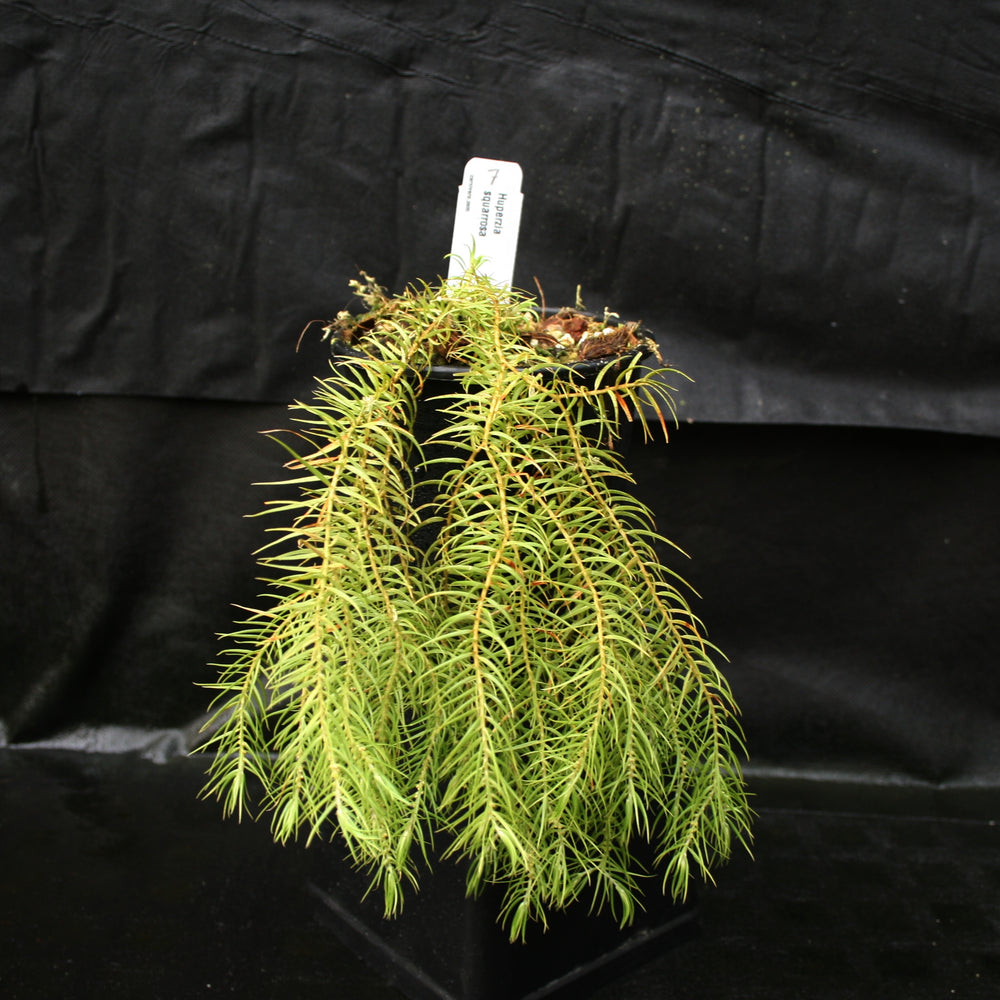 
                      
                        Huperzia linifolia
                      
                    
