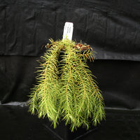 Huperzia linifolia
